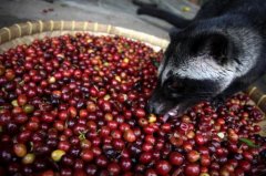 Price of top civet coffee beans: $1980 how much is the best Kopi Luwak in Indonesia?