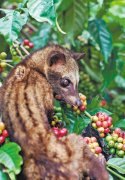 Coffee experts teach tasting skills-authentic Kopi Luwak Indonesian civet coffee how to drink