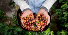 A new way to lose weight-drink raw coffee beans directly after grinding them into powder! How to eat unbaked coffee beans