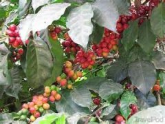 Indonesian Sumatran Coffee the Story of Sumatra Coffee beans in Aceh producing area