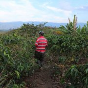 Colombia Huilan lucky farm La Fortuna introduction to Colombia coffee how to drink