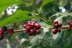 Good weather and recovery of production are expected to increase coffee production in Indonesia by 10% in 2018.