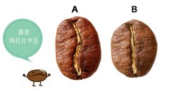 How to tell the difference between Robusta and Arabica and you can tell at a glance what coffee beans Starbucks uses
