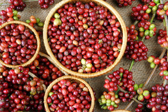 Coffee varietology, it is impossible to know only Arabica-what varieties did Arabica evolve?