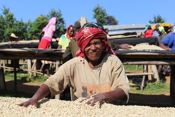 Coffee producing areas in Ethiopia, a new trend of boutique development from cooperatives to single small farmers