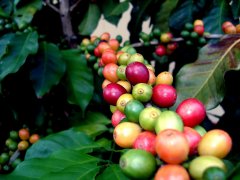 The Origin and cultivation of Coffee: how Starbucks Coffee is grown? what's so special about the conditions of coffee cultivation?