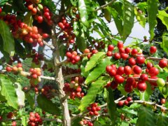 Coffee planting technology to share the growth process and planting conditions of coffee the life span of coffee trees is only …