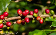 History of Coffee cultivation in Taiwan how to develop Coffee planting Technology in Taiwan