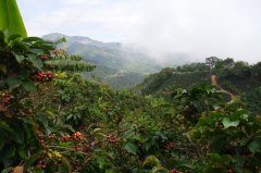 The relationship between the growth altitude of Coffee planting and the Flavor of Coffee