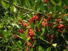 Introduction to Yunnan Coffee varieties are there any varieties of Rosa coffee grown in Yunnan? Chinese local coffee brands