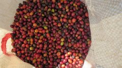 The rise of Chinese coffee in Yunnan Yunnan small grain coffee is so cheap whether it can be regarded as boutique coffee?