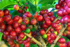Authentic Yunnan small coffee varieties Typica introduction iron pickup Yunnan small coffee how to brew