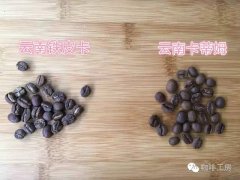 What is the variety of Yunnan small grain coffee? what's the difference between iron pickup and Katim? how does it taste good?