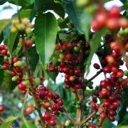 Characteristics of three major coffee varieties Arabica, Robusta and Liberka Arabica coffee beans
