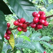 What varieties of arabica have evolved? KFC Arabica coffee beans refer to...