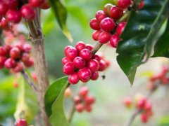 Introduction of washed coffee beans at Kaduai Manor Kaduai, the champion of the traditional washing group of BOP in Panama in 2017.