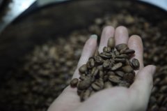 How to judge whether Yunnan small grain coffee is a tin truck or a mixed-race Katim Katim coffee.