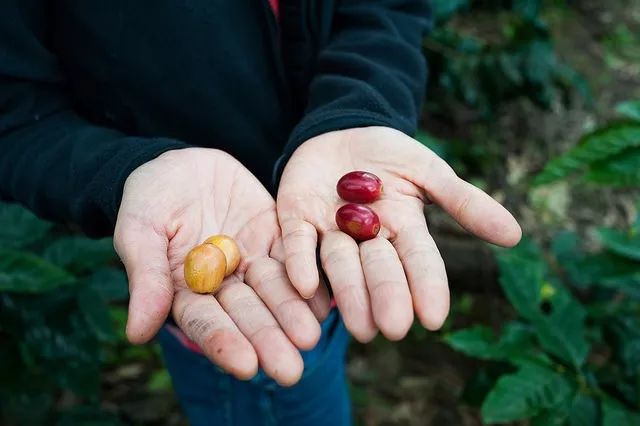 Coffee tasting article | how to taste the flavor difference between iron pickup coffee and bourbon coffee