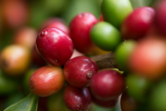 The Origin, characteristics and long-standing Market trend of Fine Coffee Yemeni Moka