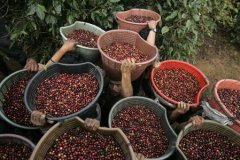 Explore how the origin of Colombian Coca Coffee affects the flavor change and manual data recommendation.