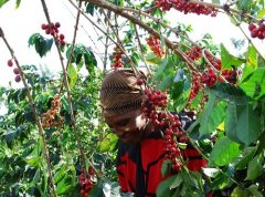 What is the flavor and taste of coffee from Gachatha Gachasha processing Plant in Nyeri, Kenya?