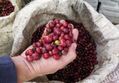 What is the Red Cherry Project of the Yejashafi Biloya Cooperative? Cherry coffee?