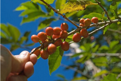 Coffee trip-Central and South America. Quality and characteristics of cultivation environment in various zones