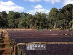 The reason why Humbela Manor in Ethiopia has won the high score of Coffee Review and the way of terrain harvest