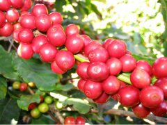 Analysis of Ethiopian Beans and Distinction between Characteristic Flavor and Growing Environment