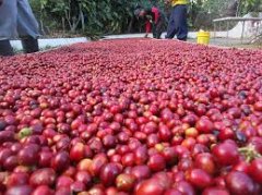 Look at the differences in the treatment and flavor of Kaduai planted in different manors, and choose what you like to drink.