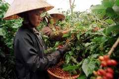 Vietnam coffee beans cultivation status quo-ethnic minorities try to reverse Vietnam coffee reputation