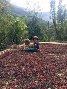 Panama Hartman Manor coffee beans characteristics and flavor and the origin of the manor and other stories, briefly talk about a few