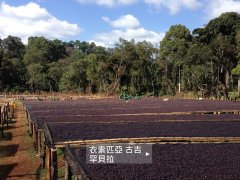 Essel, Humbera [Holy Lion] coffee beans, learn about coffee tasting from the manor. Why is it delicious?