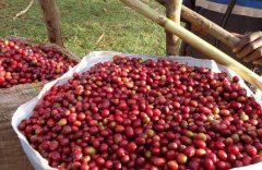 Difference of brewing flavor of red bourbon and yellow bourbon coffee beans in Arabica coffee bean producing area of Brazil