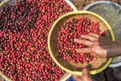 Indonesian Coffee exporters Association: national coffee production in Indonesia is expected to increase by 10-15% this year.