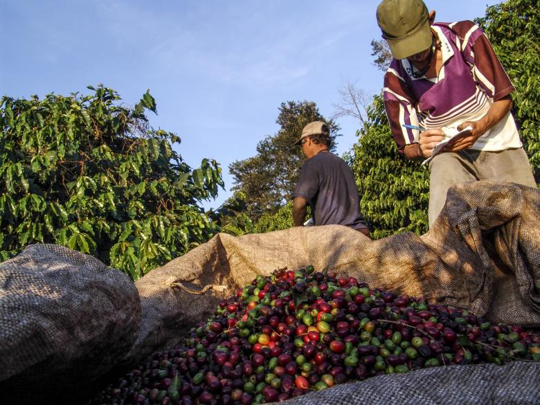 There are 60 coffee producing countries in the world! Northerly to Nepal, southernmost to Paraguay