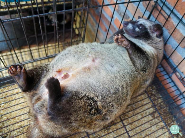 Kopi Luwak cruel production process, coffee lovers refused to drink inhumane civet coffee!