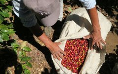 El Salvador El Salvador Tomatoes on sticks Manor Story Fine Coffee grown in the Ancient Mayan City for thousands of years