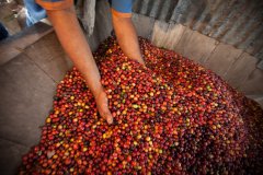 Introduction to the background of the Long Miles Coffee Project story of the long-term plan for the coffee industry in Burundi