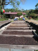 Introduction to the story information of Finca Hartmann Hartman Manor in Volcan Coffee region of Panama