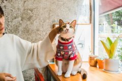 Where can I find a cat cafe in Shenzhen Ramble Tree Coffee Shenzhen cat cafe Wenqing Caf