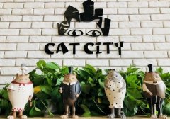 Chongqing Cat Cafe recommended-two-Color Cat Bar Chongqing Pet themed Cafe