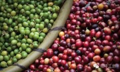 Scaa Fine Coffee concept definition is there a relationship between coffee varieties and boutique coffee?