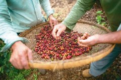 The price of Arabica coffee beans may rise by 20% at the end of 2018 due to the severe drought in Brazil, a big coffee bean producer.
