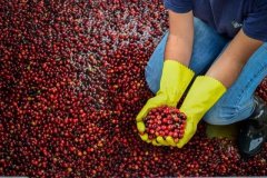 Costa Rican black honey | Honey treatment from the Costa Rican champion processing plant, Shumawa processing plant.