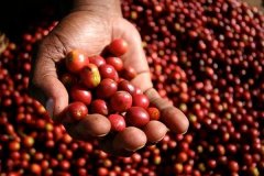 Ethiopian Gemma | from Ethiopia, the birthplace of coffee, the ancient sun beans