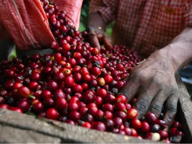 Coffee tasting | bourbon species with different flavors