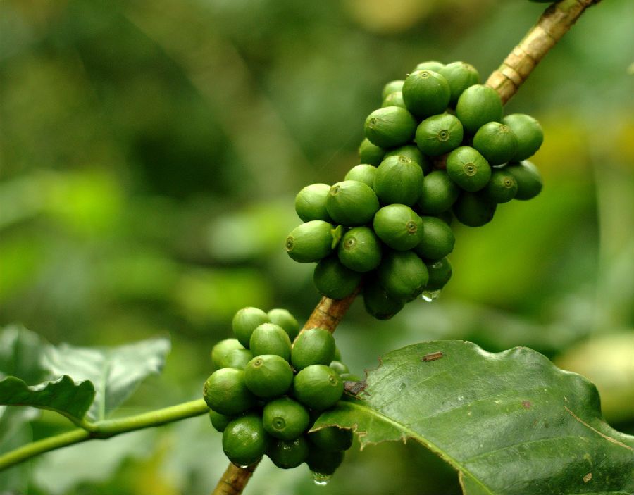Understand the growth process of a coffee from a coffee seed to a coffee tree!