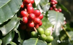 The condition of coffee growing area in Yunnan is the quality of Yunnan small-grain coffee high?