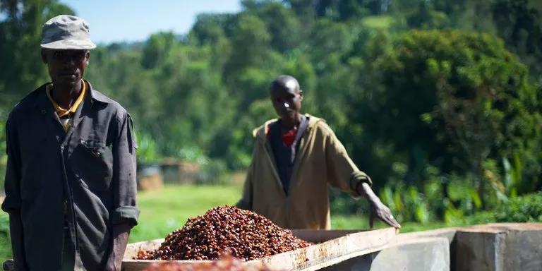 Ethiopian Coffee | characteristics of Nine boutique producing areas and Coffee Trading system